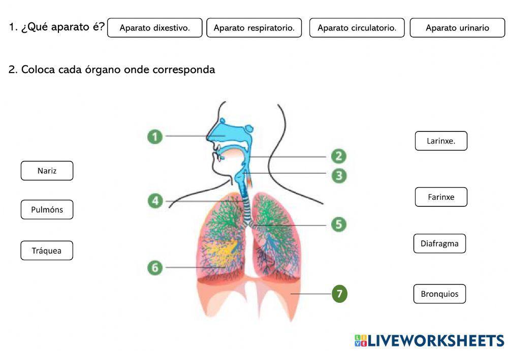 Aparatos na función de nutrición