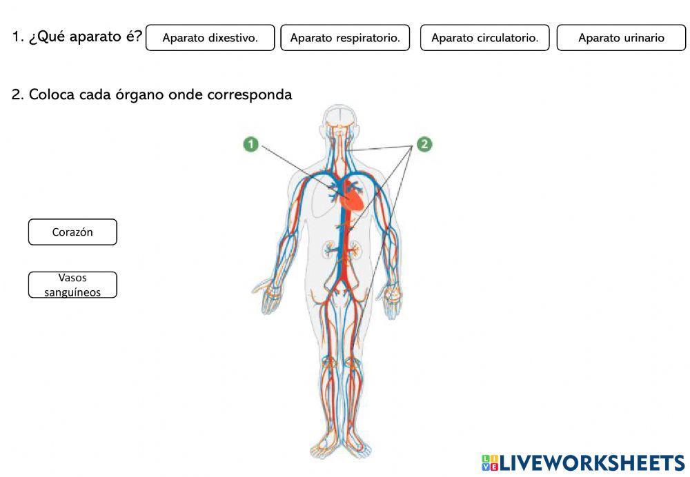 Aparatos na función de nutrición