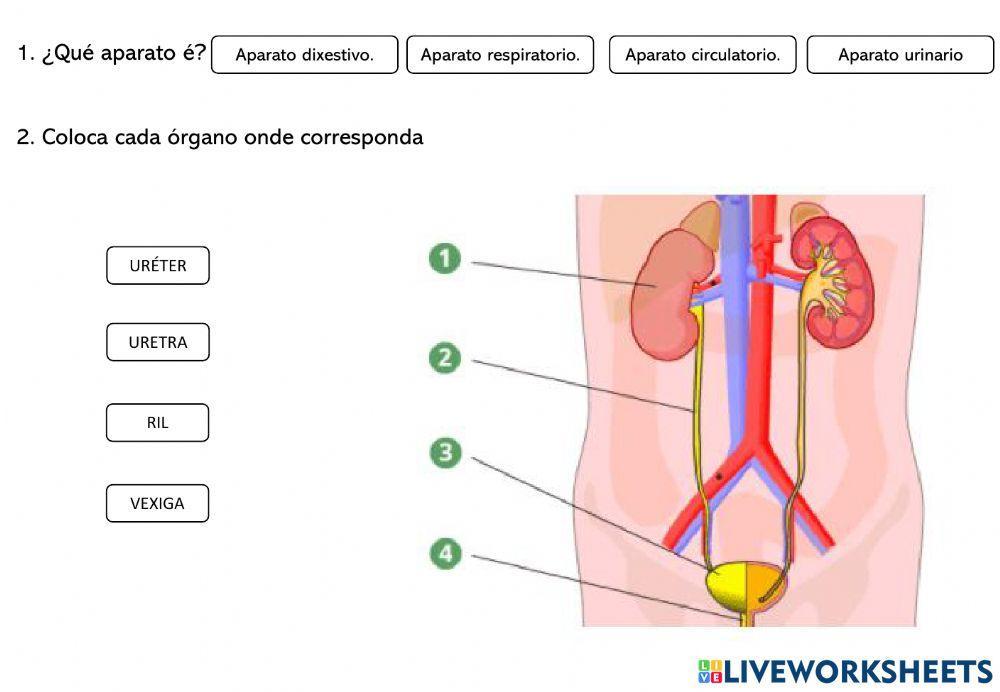 Aparatos na función de nutrición