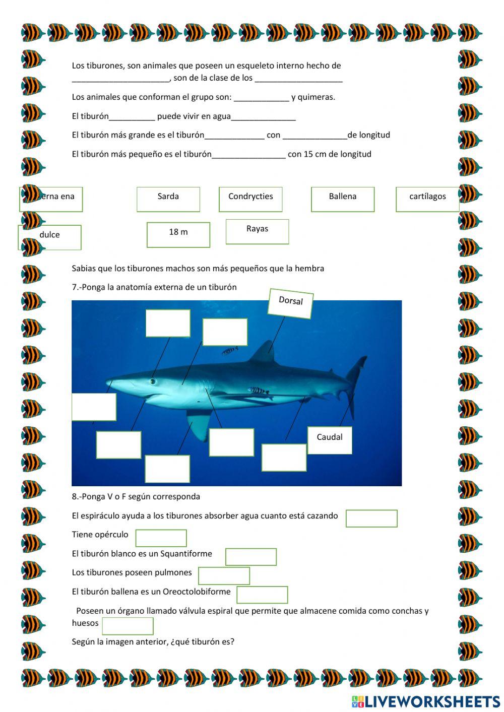 Los tiburones y su taxonomía