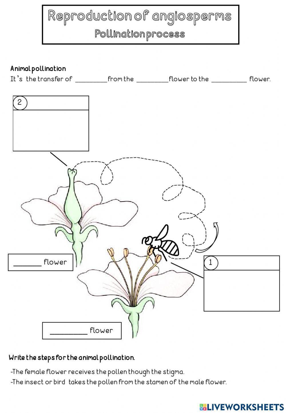 What Do You Mean By Self Pollination And Cross Pollination What Do You Mean By Self Pollination And Cross Pollination