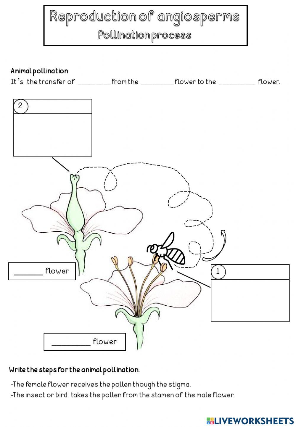 Pollination