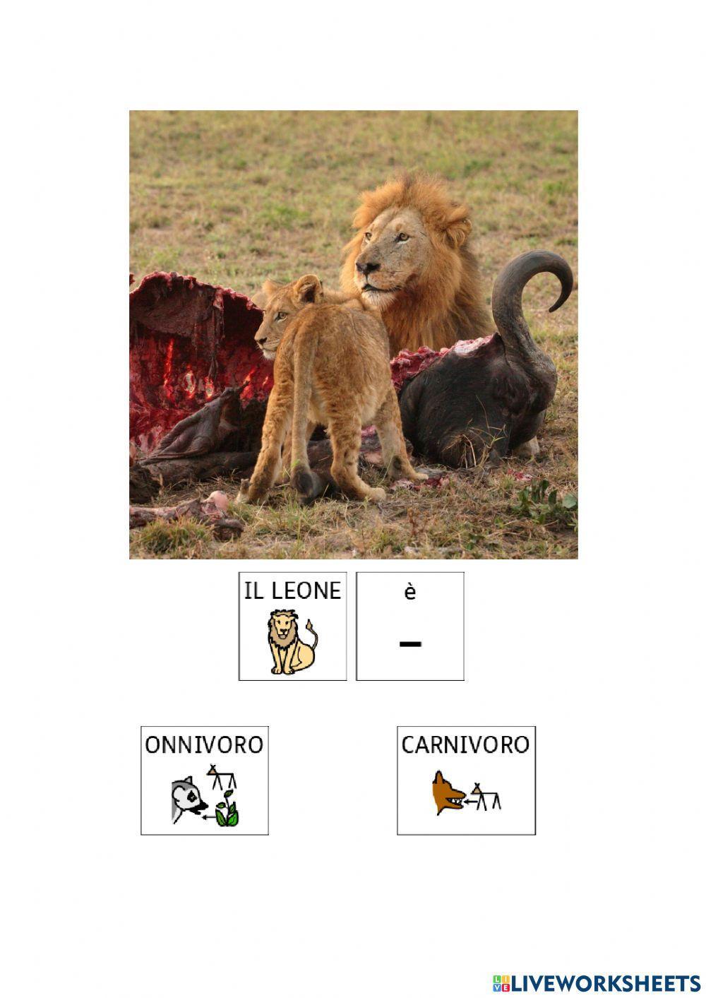 Animali: erbivori, carnivori e onnivori