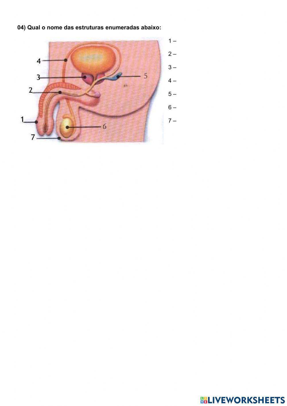Sistema reprodutor humano