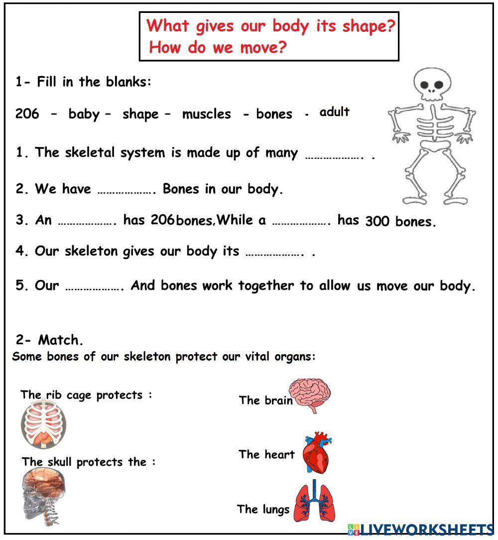The Skeletal System And The Muscular System 930112 the-skeletal-system-and-the-muscular-system-930112