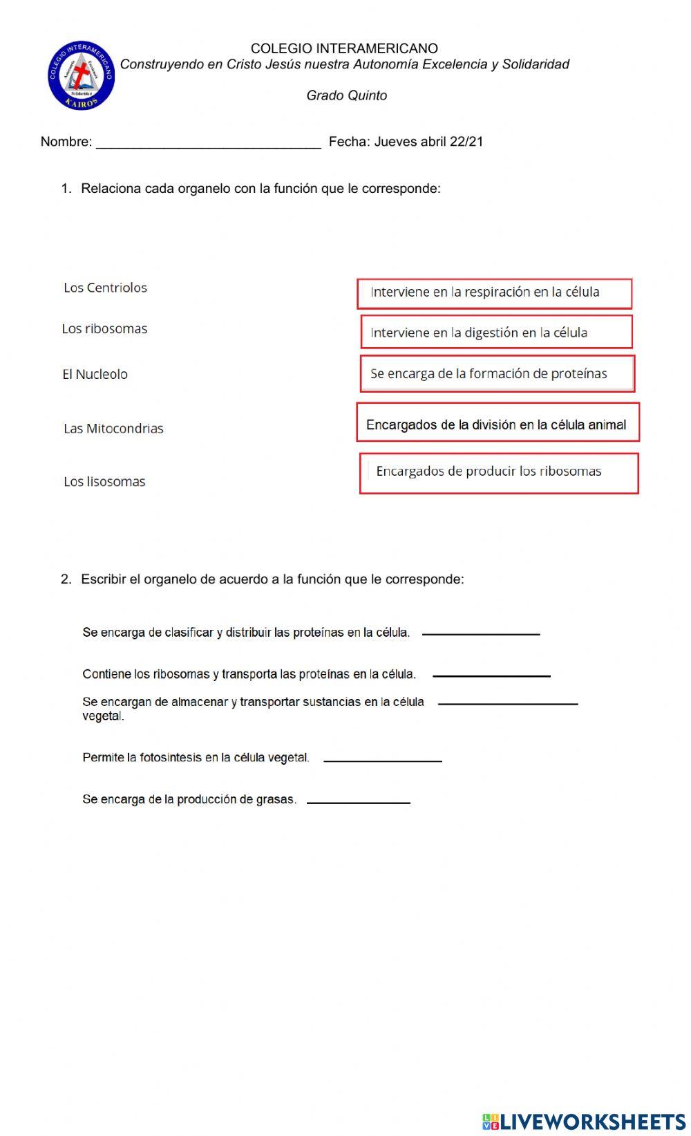 Funciones en la celula