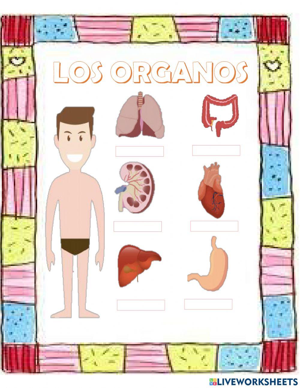 Los organos
