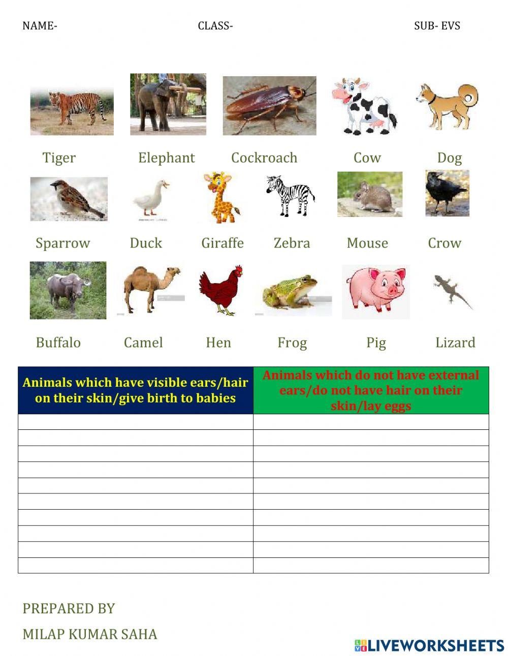 Oviparous and Viviparous Animals | Live Worksheets