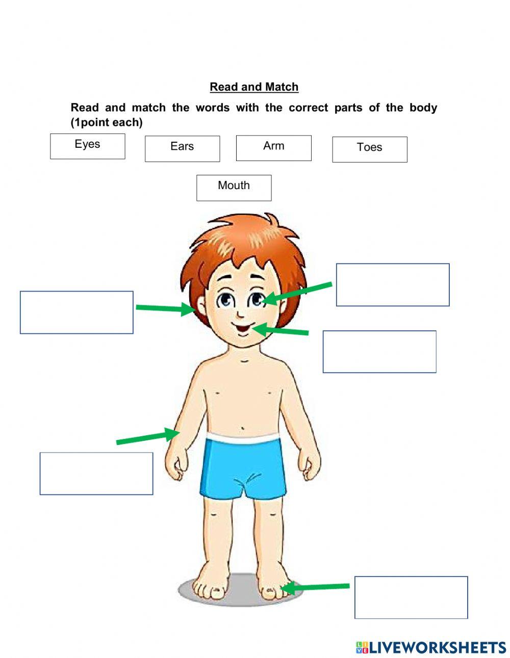 Listening quiz n°3 parts of the boby