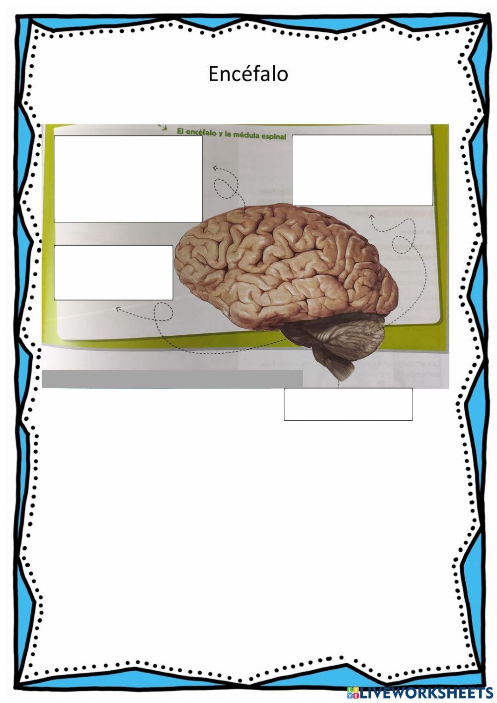 Test sistema nervioso