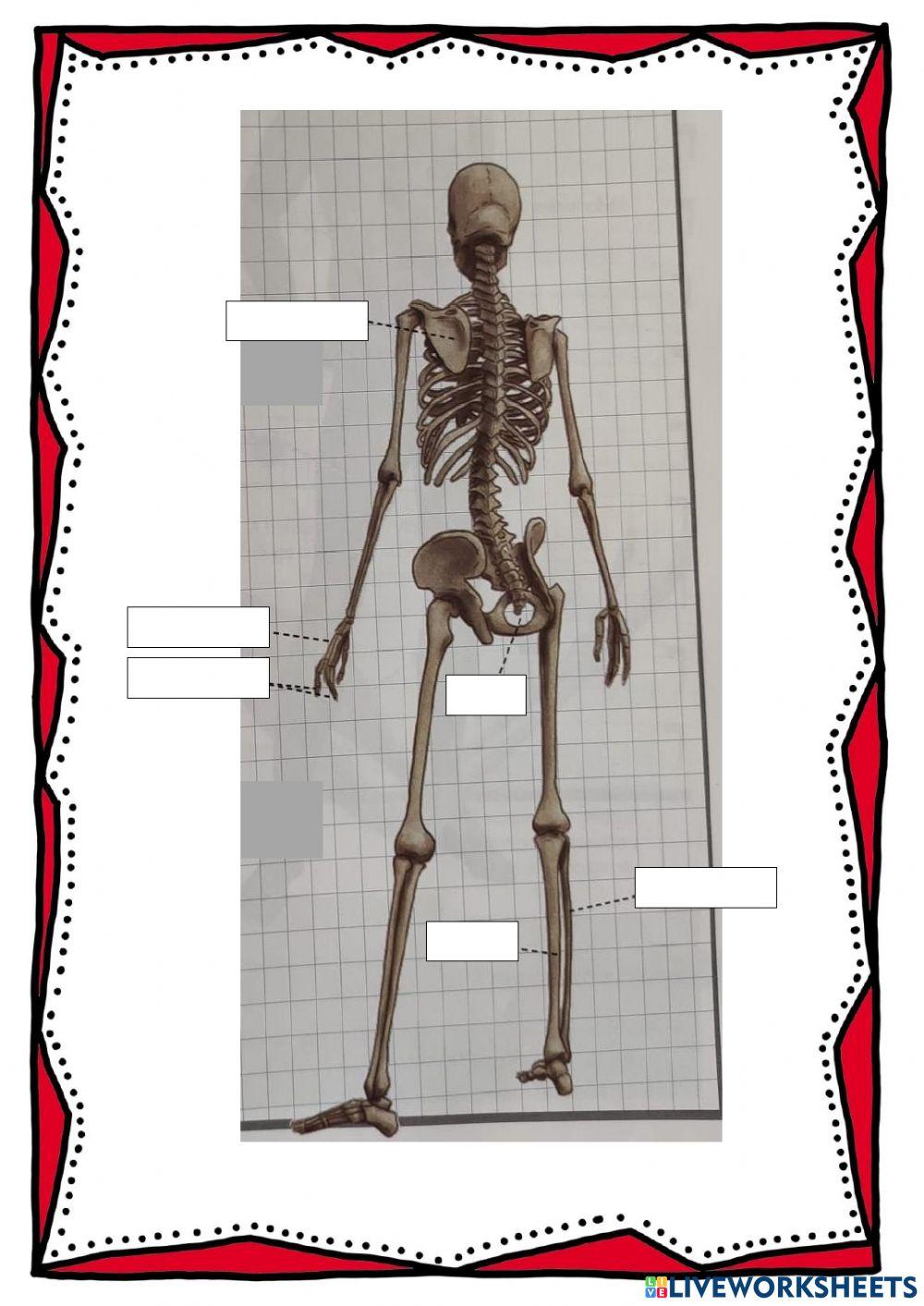 Test huesos