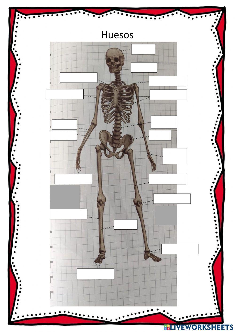 Test aparato locomotor