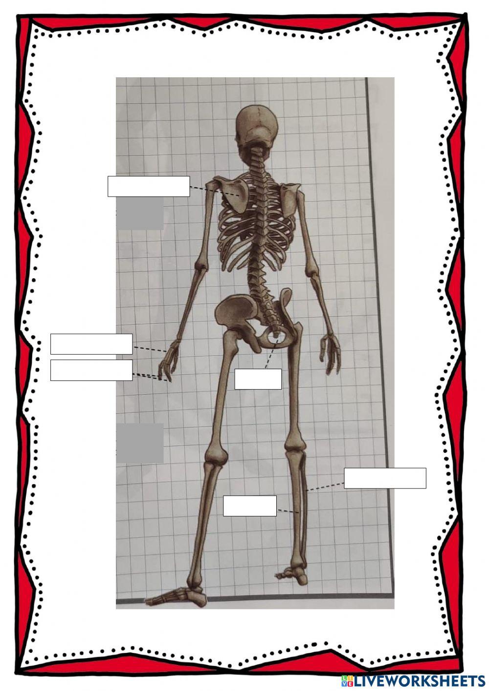 Test aparato locomotor