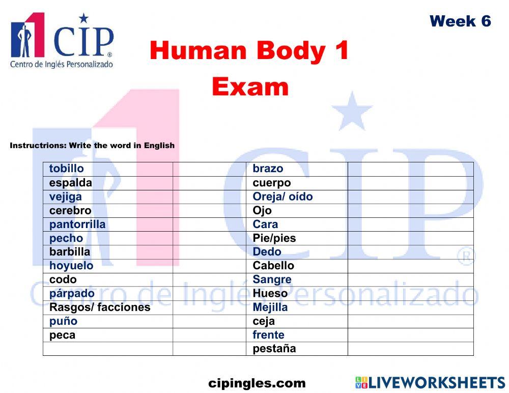 Human Body 1 Exam Week 6