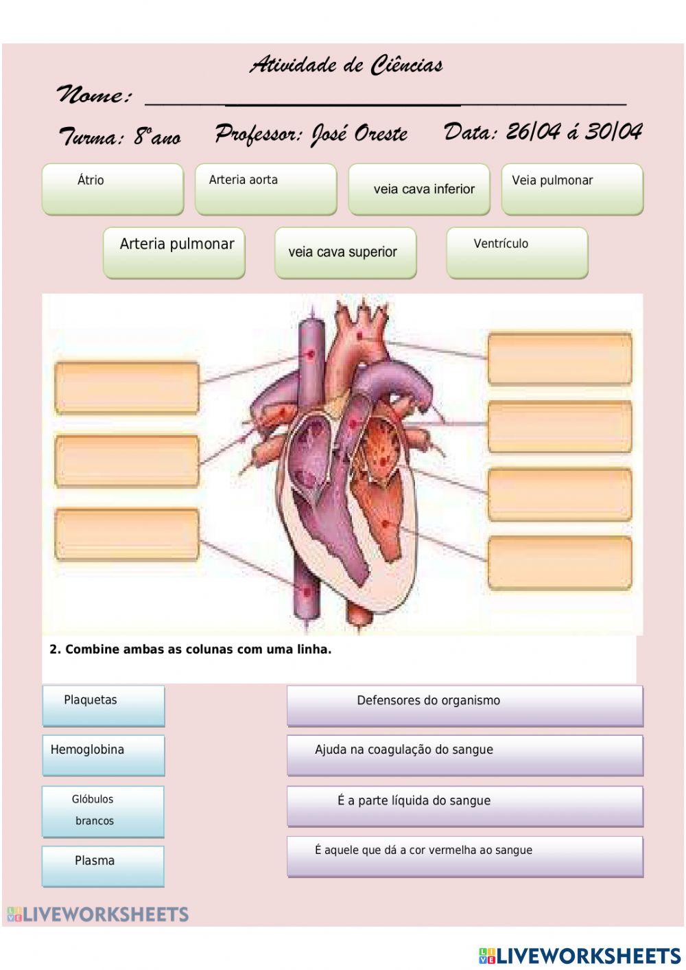 Sistema circulatório
