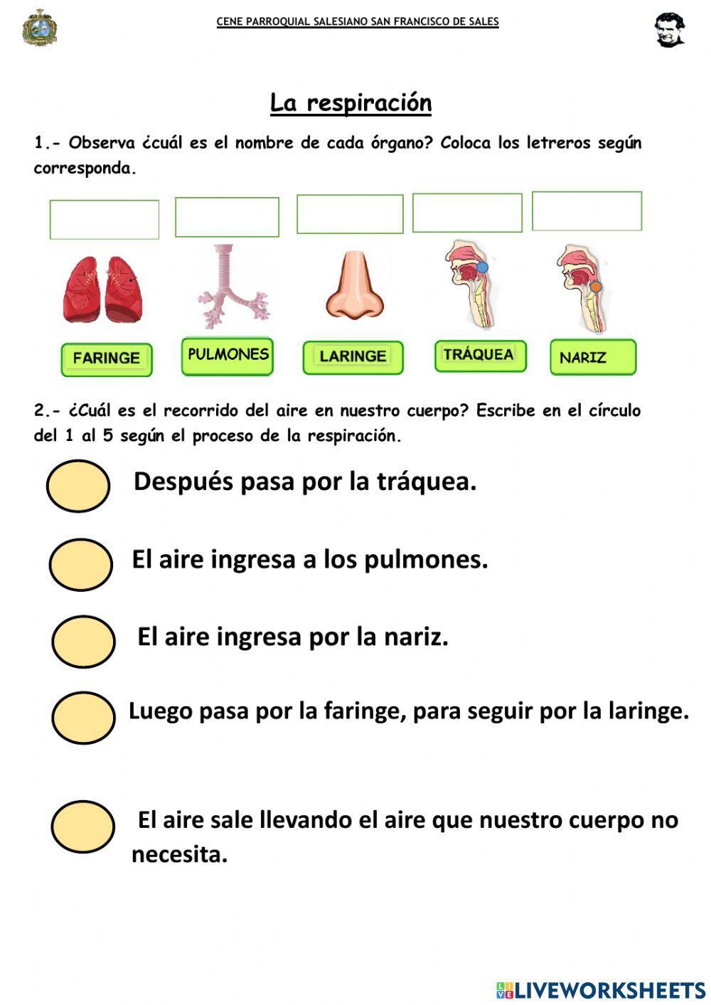 Sfs - LA RESPIRACIÓN