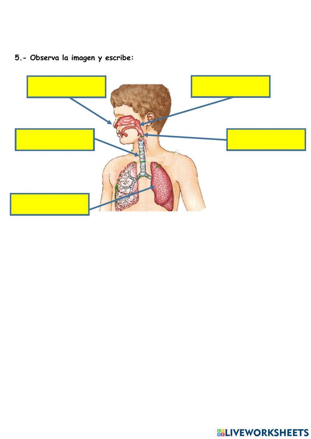 Sfs - LA RESPIRACIÓN