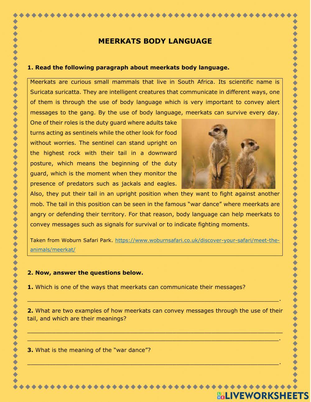 Meerkats body language