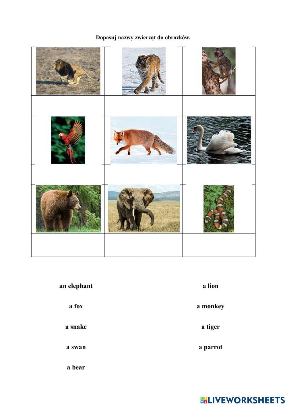 Wild animals Wild animals