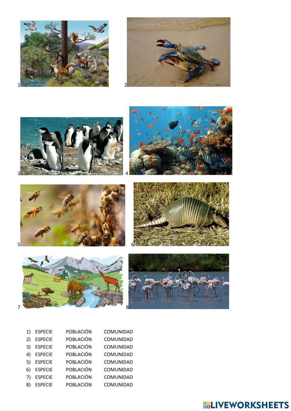 Especie pobalción comunidad