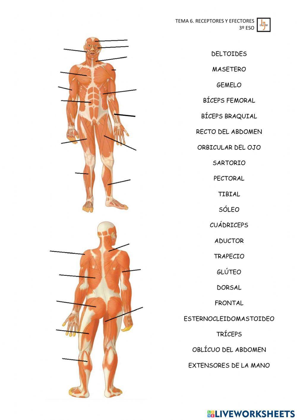 Musculos y huesos