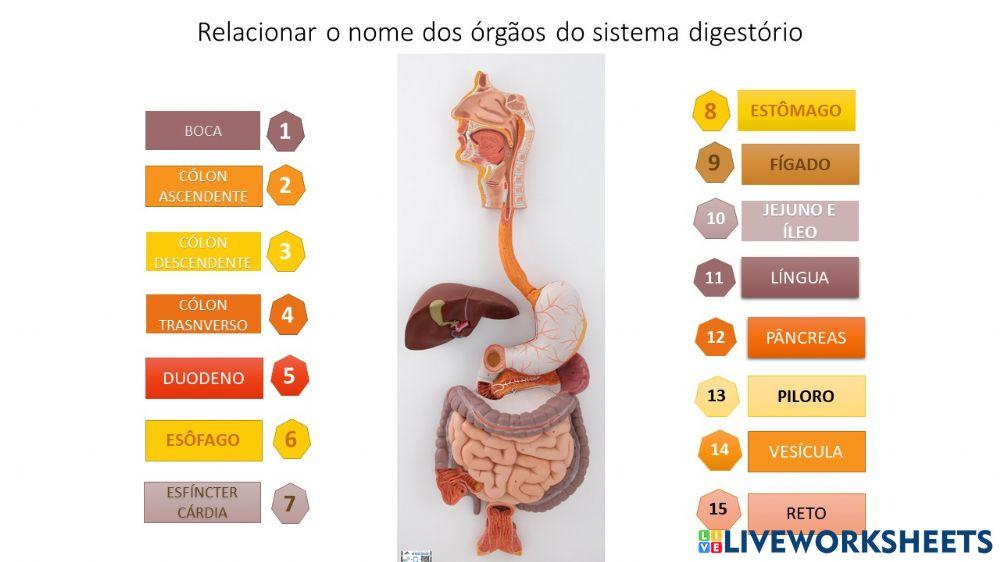 Nomeando os órgãos do sistema digestório