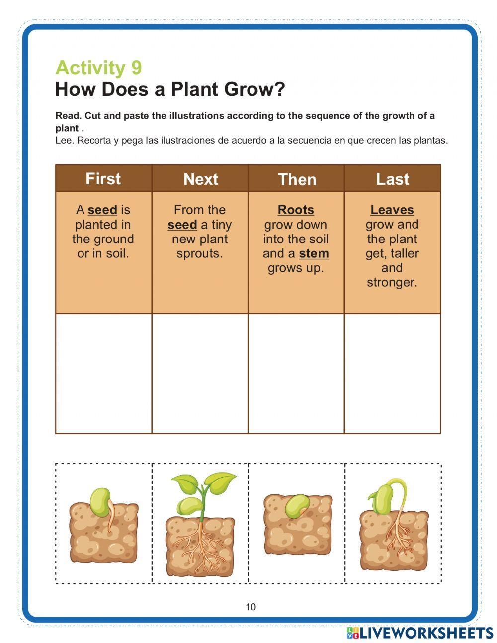 How does a plant grow?