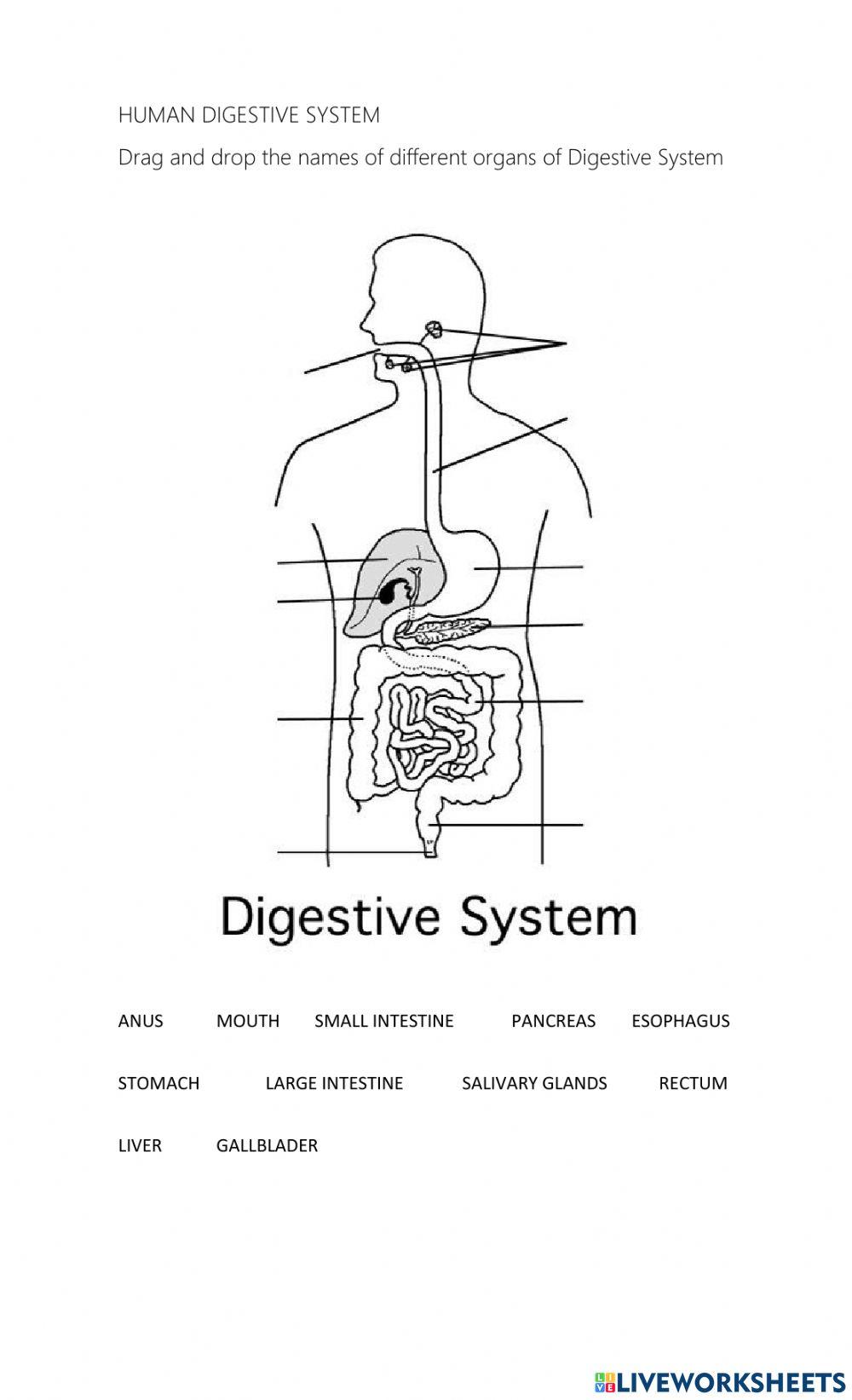 Human digestive system