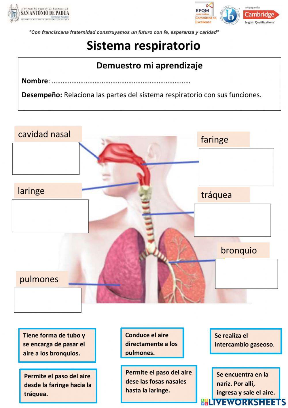 Sistema respiratorio online activity for Ciencia | Live Worksheets