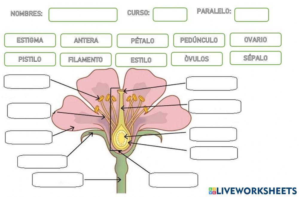 Partes de la flor