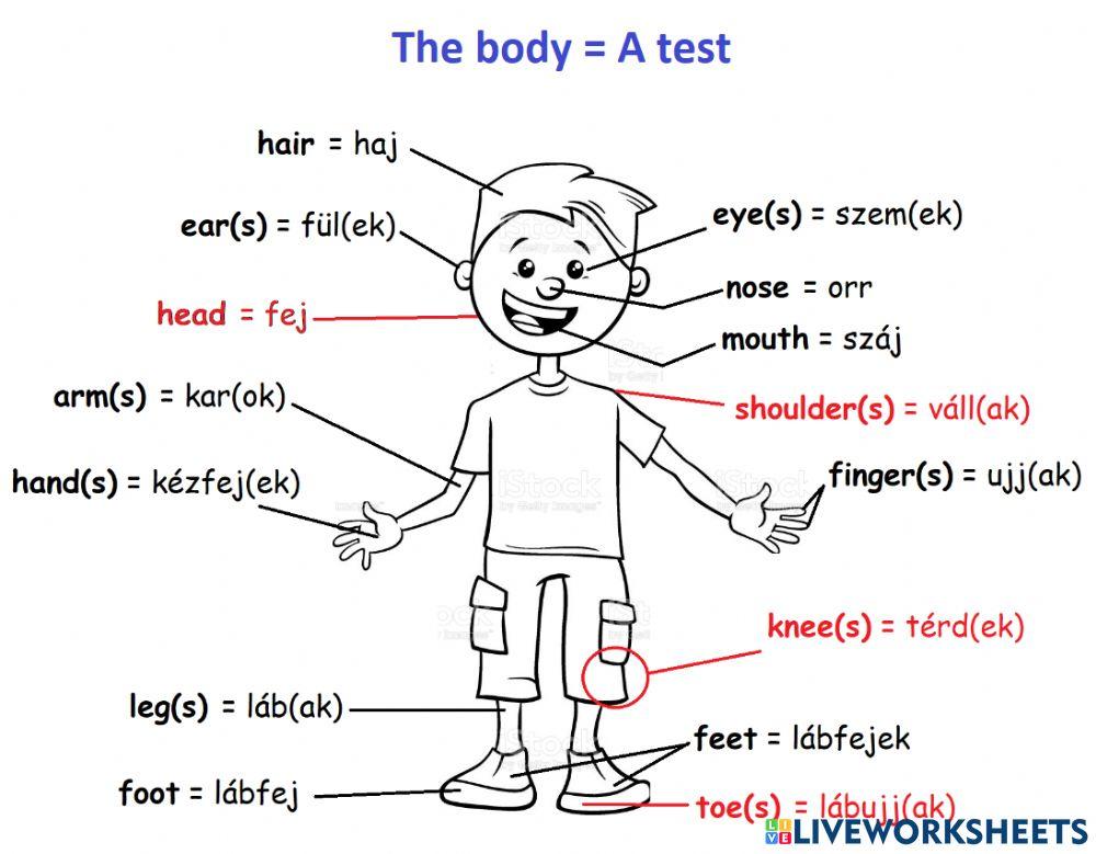 The body - listen to the words! The body - listen to the words!