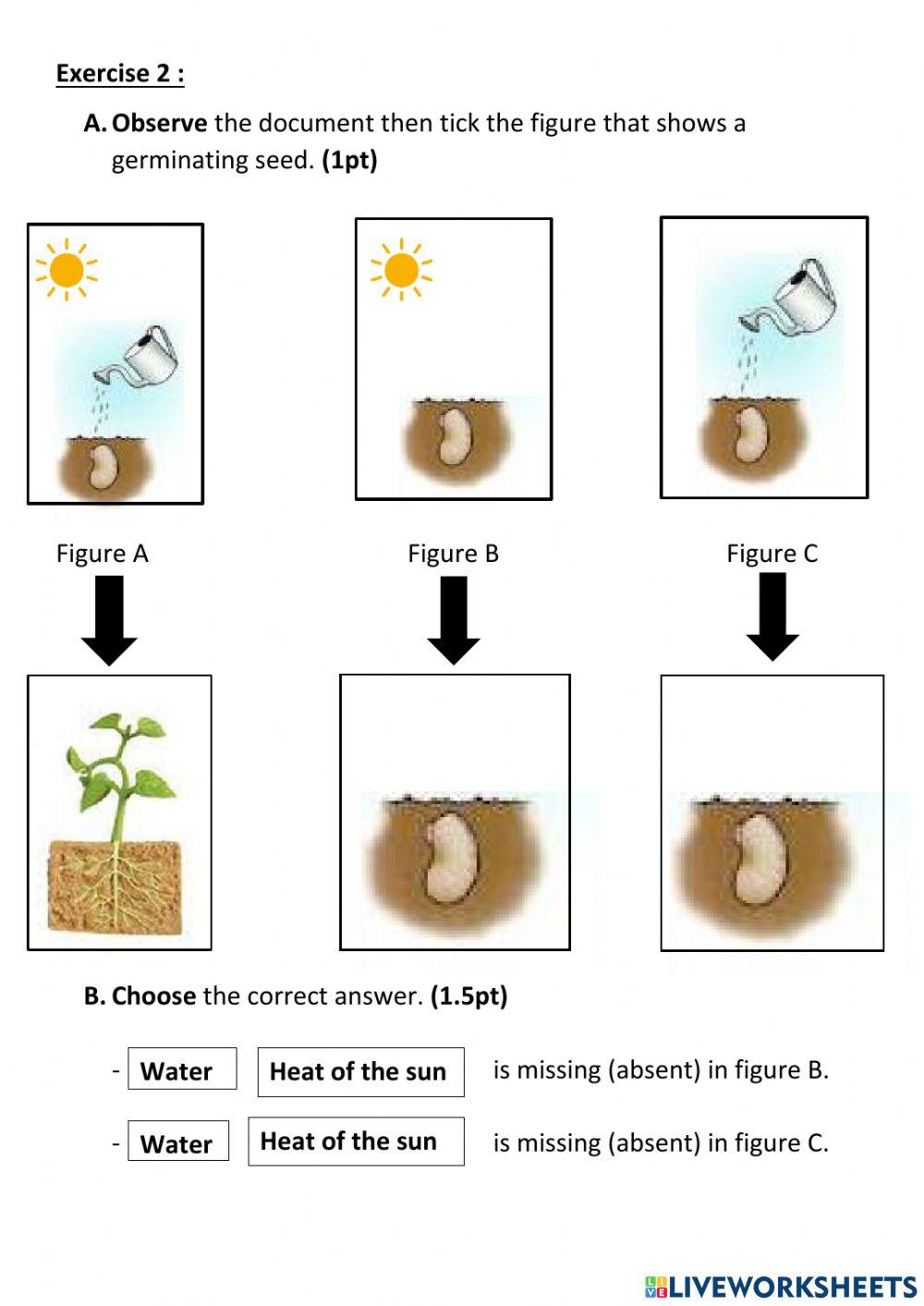 Seeds Germination