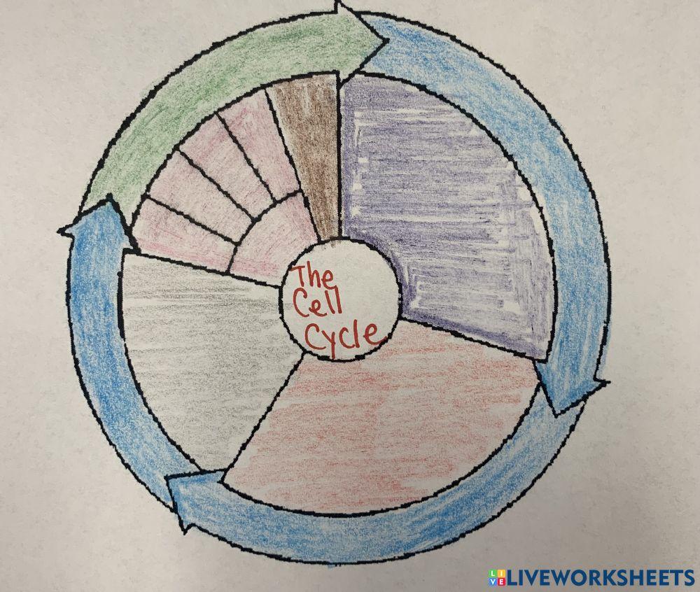 Cell Cycle Diagram Worksheet Biology Diagrams