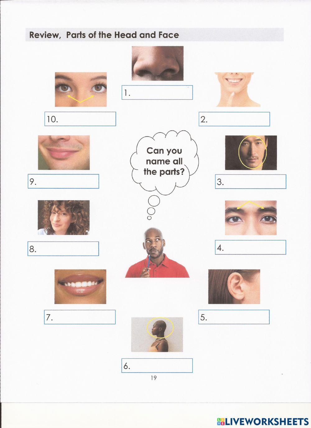 Review of Head and Face Body Parts