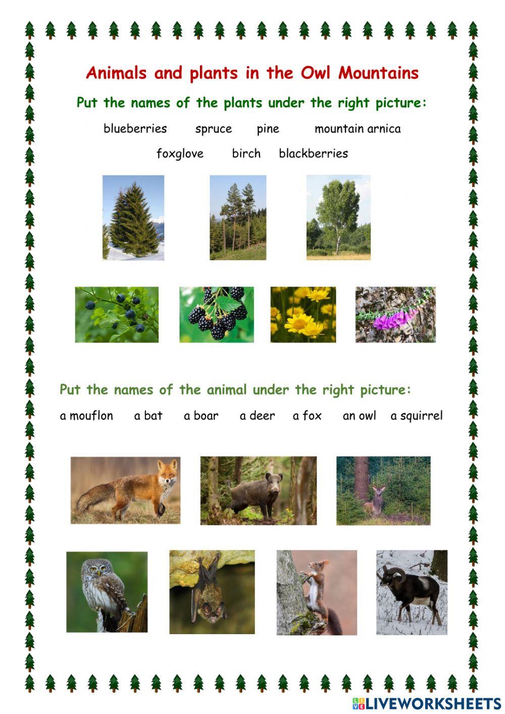 Animals and plants in the Owl Mountains in Poland