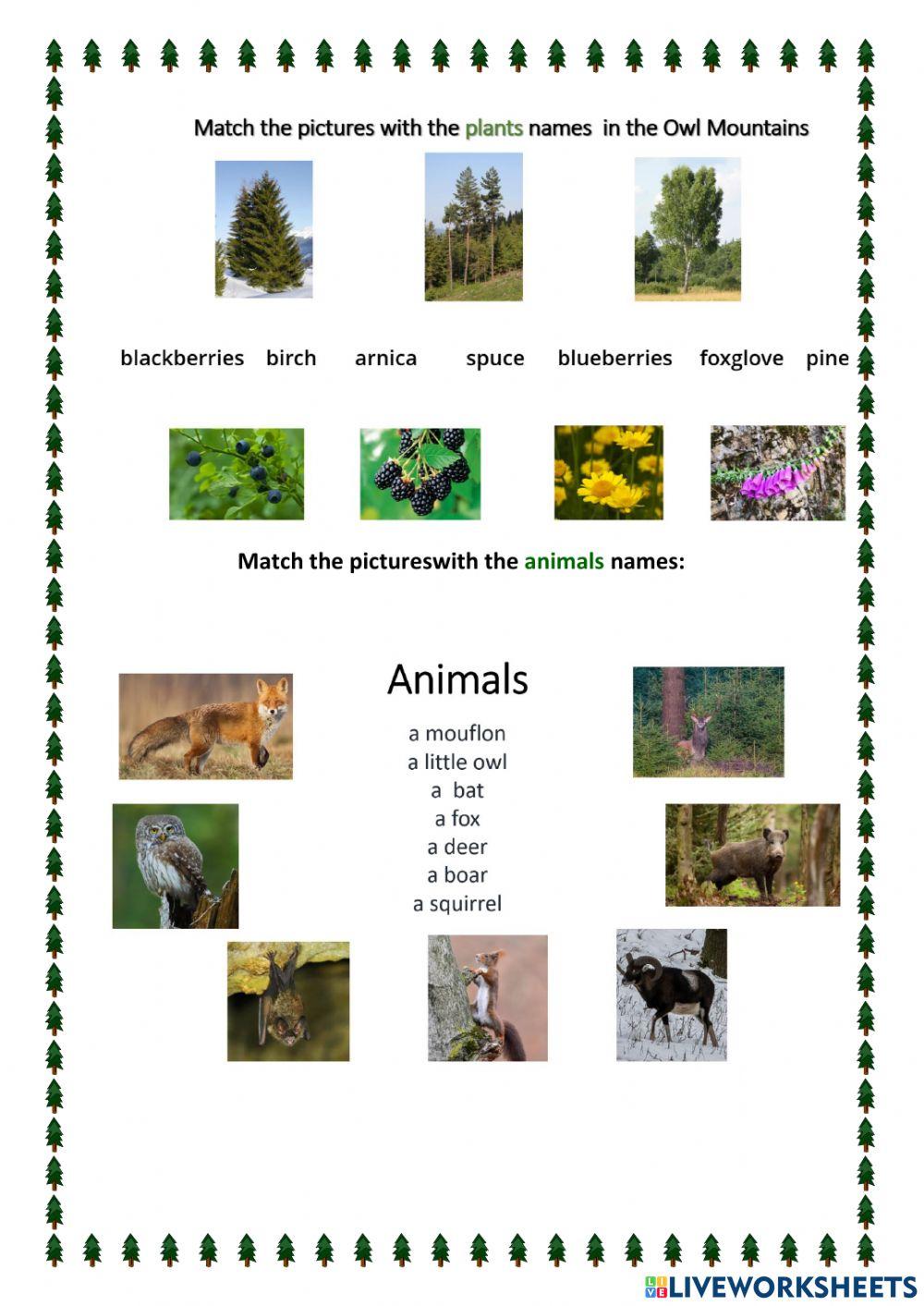 Animals and plants in the Owl Mountains in Poland