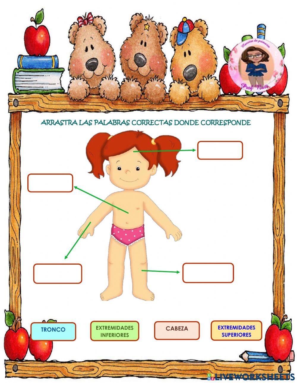 Partes del cuerpo humano