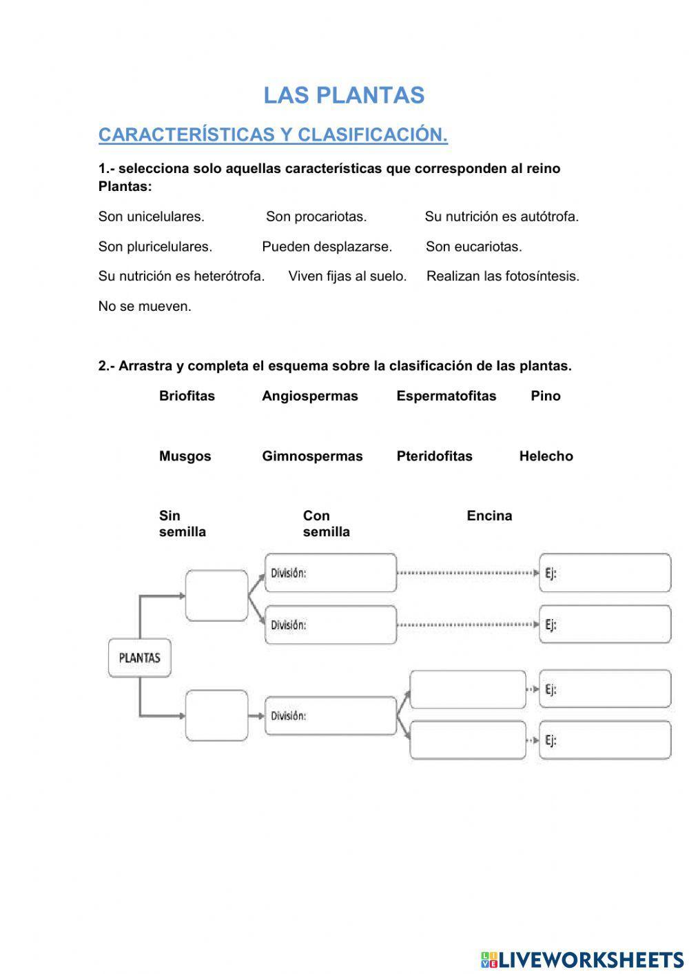 Características y clasificación del reino plantas.