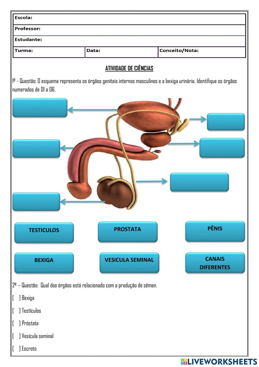 Sistema genital masculino e feminino
