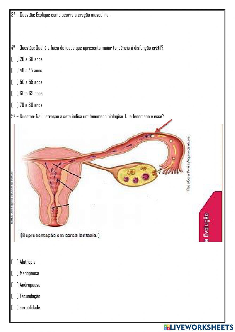Sistema genital masculino e feminino