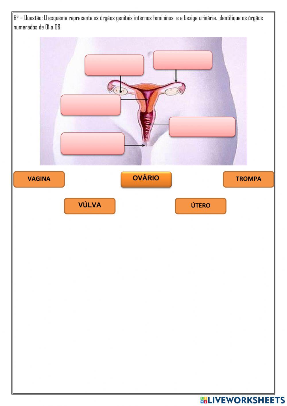 Sistema genital masculino e feminino