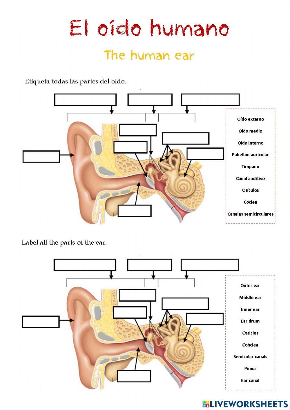 Oído humano