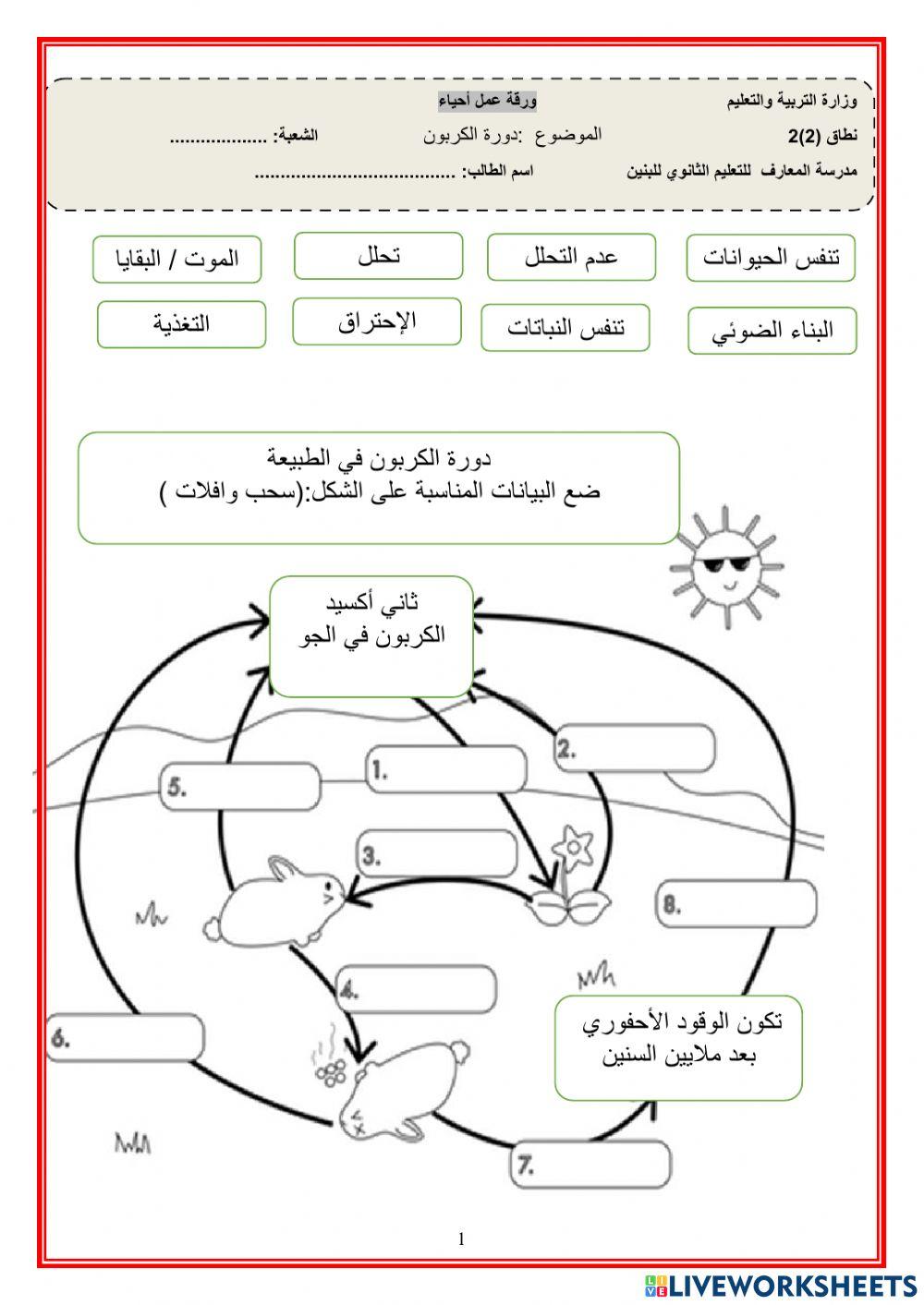 دورة الكربون