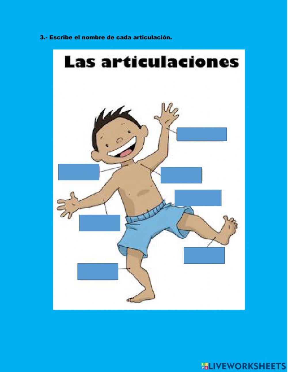 Articulaciones, huesos y músculos