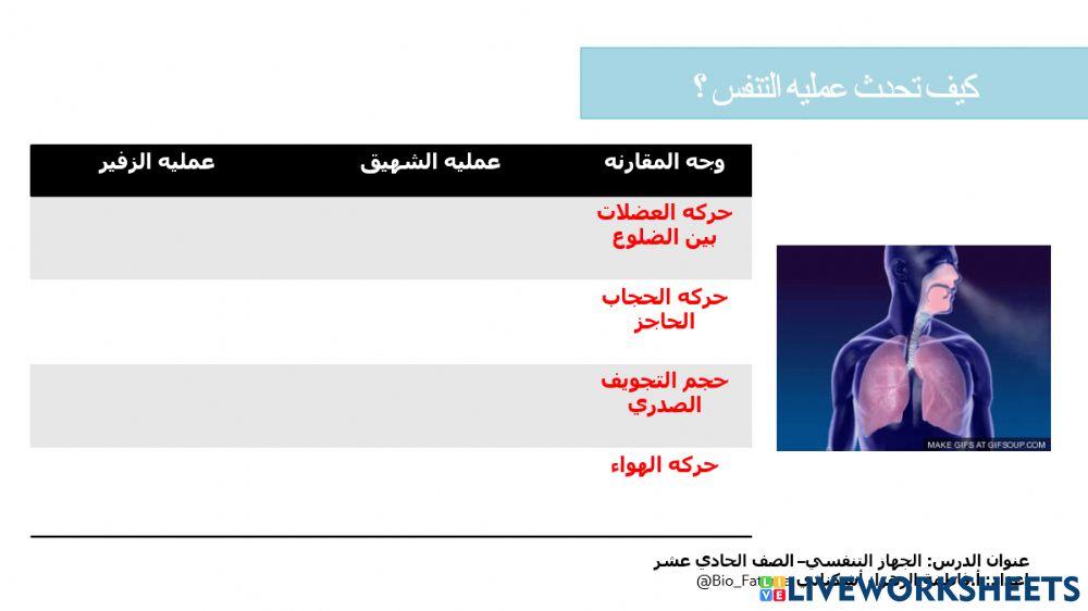 الجهاز التنفسي