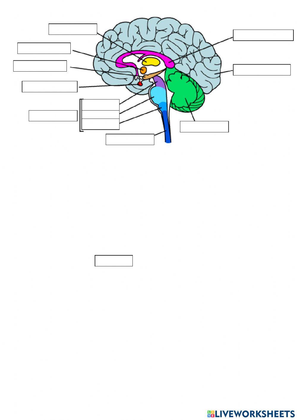 Parts of the brain and spinal cord (by erika ruiz)