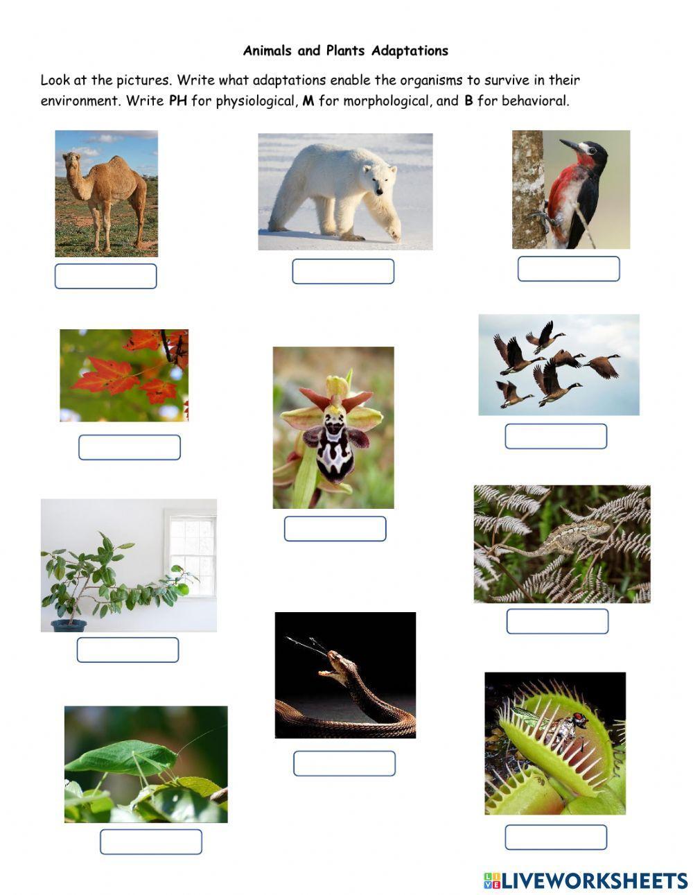 Plants and Animal Adaptations