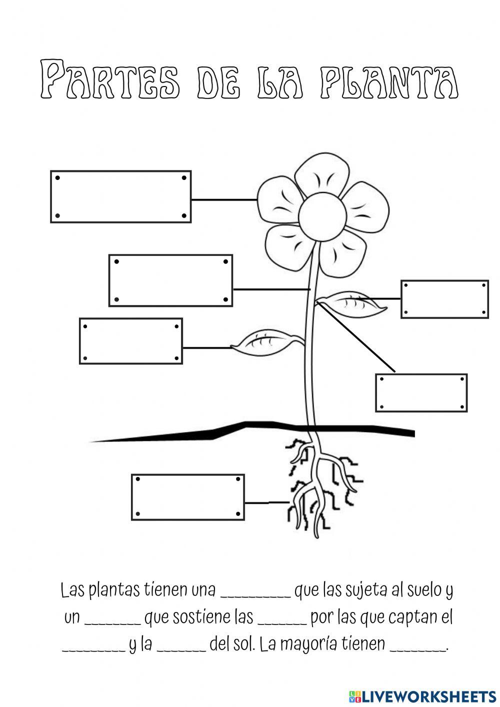 Partes de las plantas