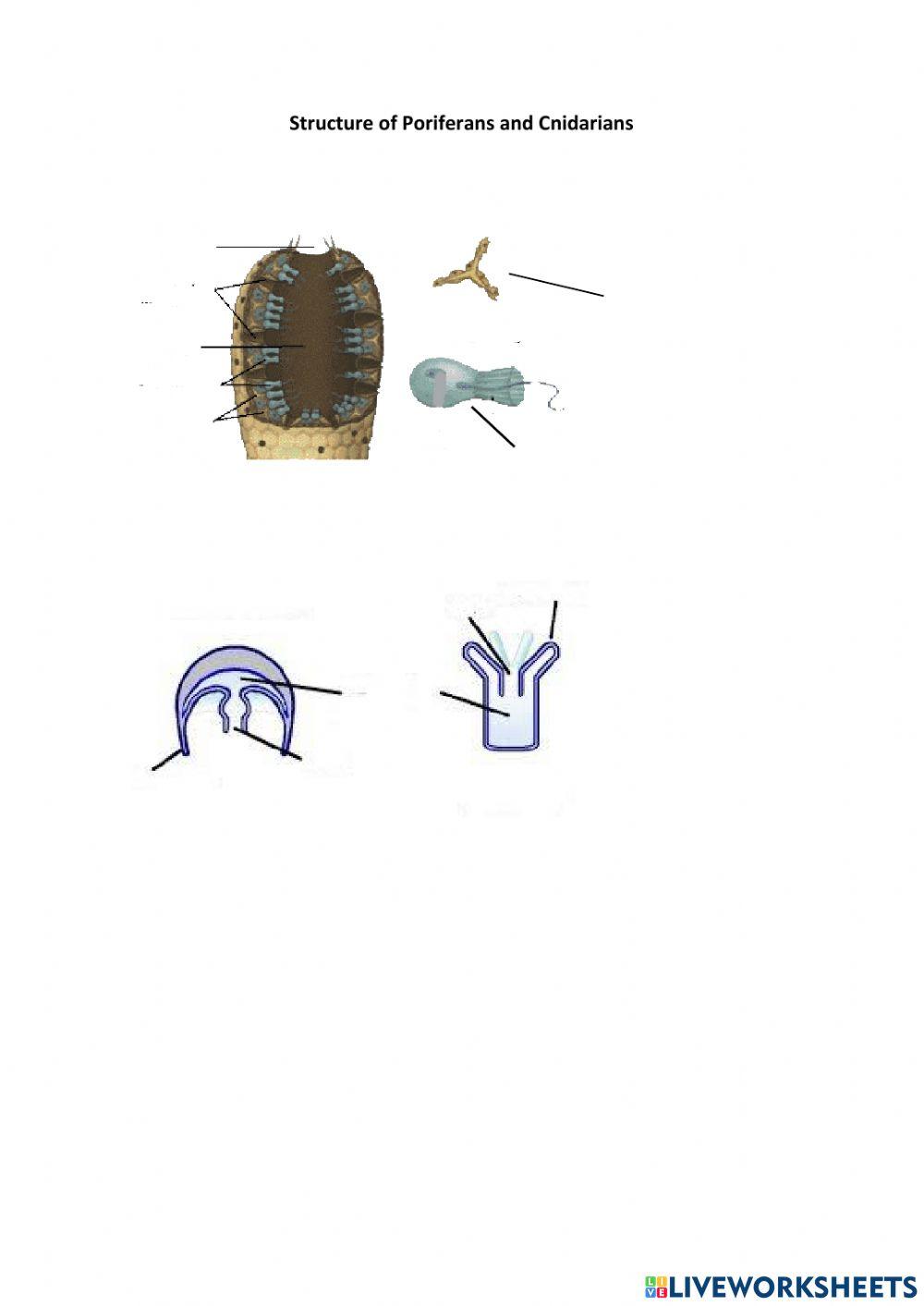 Poriferans and Cnidarians