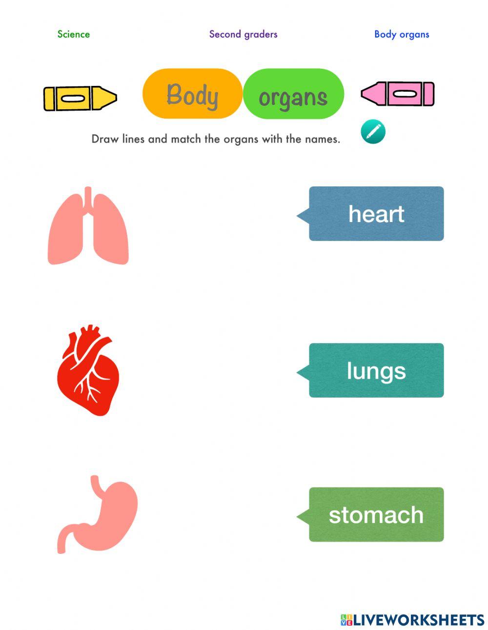Body organs